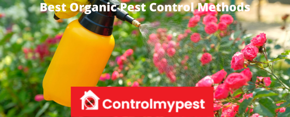 organic pest control, pest control methods, keep home pest-free